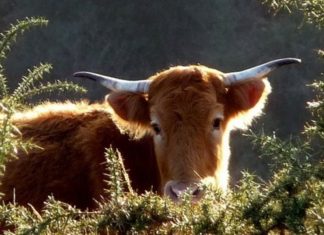 Betizu. La vaca que no entiende de fronteras Un ejemplar de la raza vasca Betizu en su ambiente natural
