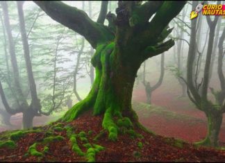 Desde Brasil nos hablan de un «Gorbeia mágico» Una imagen de los hayedos del Gorbeia