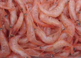 Investigadores vascos descubren como envolver alimentos con «cáscaras de crustáceos» Gambas. Uno de los crustáceos cuyo "exoesqueleto" se podría utilizar para fabricar nueva película para envolver alimentos (Fotografía: Wikipedia)
