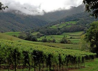 Desde Los Ángeles: El País de los Vascos. Una Frontera artificial y un Pueblo real Take time to hike through the Irouleguy vineyards in the Pyrenees. (Staff Photo by Larry Wilson)