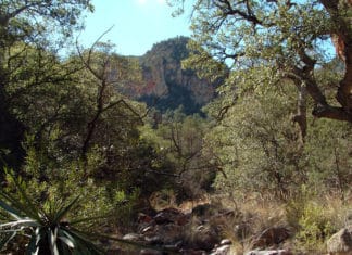 “Haritz onen lurraldea”. Arizona terminoaren jatorri euskaldunaren beste defensa bat. Robles en el Tumacacori National Park (Fotografía: skyislandalliance.org)