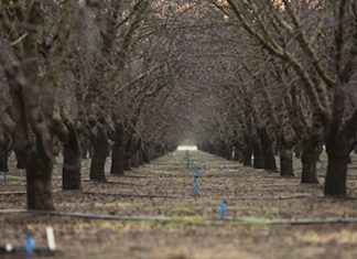 El vasco que produce las almendras que le gustan al presidente Obama Campo de almendros de Campos Brothers Frams