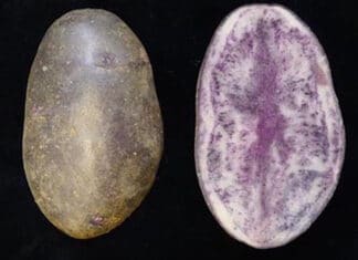 El mundo se va a «poner morado» con estas patatas vascas Variedad de Patata "Entzia" creada por el centro de investigación vasco "Neiker-Tecnalia"