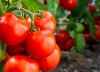 Los tomates no se ven afectados por la contaminación de metales del terreno Estudio de la UPV/EHU sobre la concentración de contaminantes en los tomates