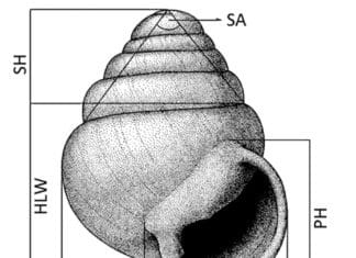 “Zospeum vasconicum”. A new species of cave snail "Zospeum vasconicum". Una nueva especie de caracol cavernícola