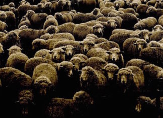 Discovering the work of Basque settlers: A Basque researcher in the Far West Sheep crowd the corral where Basque student Iker Saitua worked during shearing and lambing seasons.