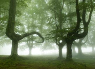 Euskal basoetan ikazkinek “modelaturiko edertasuna” (argazkiak) Hayedo en Oiartzun (Basque Country). Fotografía de Oskar Zapirain