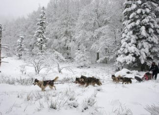 ¿Siberia? ¿Canadá? ¿Finlandia? No. ¡Basque Country! Otxoa´s Team en los Pirineos vascos