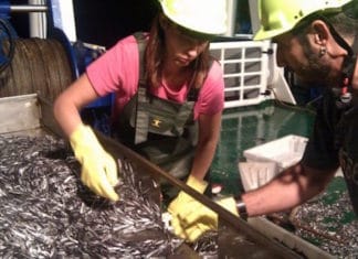 La CAPV como modelo: «Cuando lo pequeño es hermoso. Lecciones de pequeños países altamente innovadores» Trabajo de un grupo de investigación de Azti (Tecnalia)