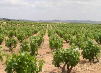 El Prague Post ofrece unos retazos de los vinos de la Navarra peninsular El Prague Post habla de los vinos de Navarra