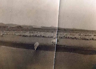Otra conexión entre el Far West y Euskadi, que pasa por Prusia Sheep graze along the Humboldt River in this historical photo