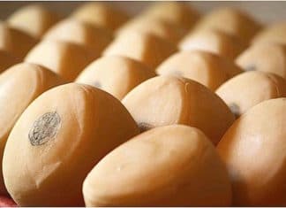 Presentando algunas delicias gastronómicas vascas a los lectores del @BurtonMailNews Queso de Idiazabal en el reportaje sobre gastronomia vasca del Burton Mail