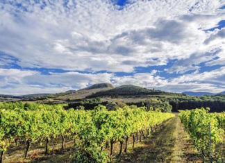 Las loas del Chicago Tribune a los vinos de Navarra (a algunos) Never heard of Navarra wines? This overlooked Spanish region is a gem. (surogati / iStock)