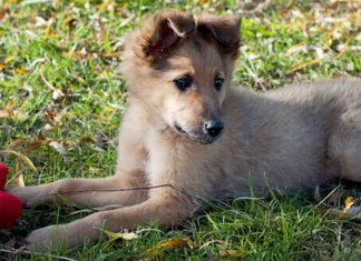The Basque shepherd breed, our very own Basque breed, is endangered