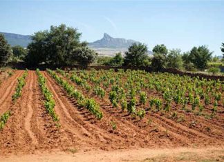 From Great Britain to the Alava Rioja region, keys to understanding what is happening with the La Rioja DOC