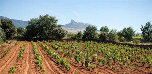 Tim Atkin analiza el enfrentamiento entre bodegeros de la DOC Rioja sobre el futuro de esta Denominación. (Fotografía: Tim Atkin)