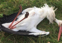 Cuentan en México la muerte a tiros de una cigüeña en la Reserva del Urdaibai Cigüeña muerta a tiros por unos desconocido en la Reserva de la Biosfera de urdaibai