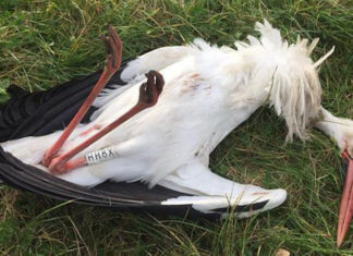 Cuentan en México la muerte a tiros de una cigüeña en la Reserva del Urdaibai Cigüeña muerta a tiros por unos desconocido en la Reserva de la Biosfera de urdaibai