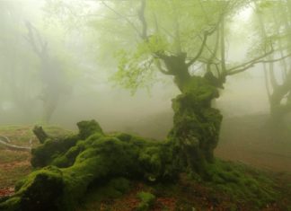 Desde Perú: Un bosque encantado en el corazón del País Vasco Hayedo de Otzarreta -Gorbeia (Foto- Shutterstock)