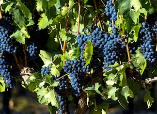 The Telegraph explains the conflict around the La Rioja DOC