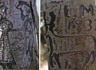 La exposición «Ocultos a la vista de todos: los vascos» en el Sparks Museum de Nevada Ejemplos de arborglyphs vascos en usa