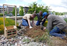 El retoño del Árbol de Gernika ya está plantado en el Jardín Botánico del Estado de Nevada Plantando el retoño del Árbol de Gernika en la Universidad de Reno