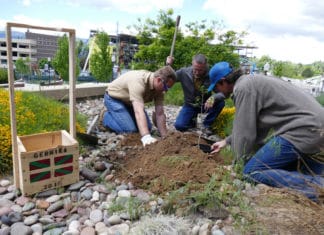 The sapling of the Tree of Guernica is now planted in the Nevada State Botanical Garden Plantando el retoño del Árbol de Gernika en la Universidad de Reno