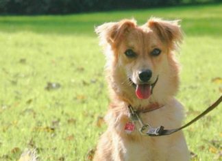 Un bonito artículo en inglés sobre nombres en euskera para perros (y su curiosa versión en castellano) Nombres vascos para perros. Imagen de un pastor vasco