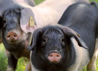The good heath of the ‘Euskal-Txerria’ Ejemplares de Euskal-Txerria