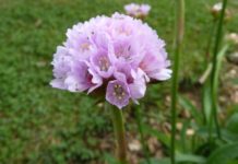 A flower that’s very Basque Armeria Euscandiensis. Una herbácea endémica de la Costa Vasca, con un nombre muy vasco