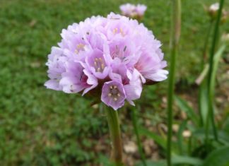 A flower that’s very Basque Armeria Euscandiensis. Una herbácea endémica de la Costa Vasca, con un nombre muy vasco