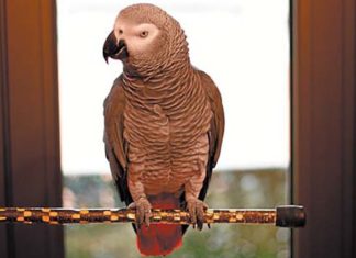 Berritxu, “euskal loroa”ren grazia, Argentinara heltzen da El loro Berrtixu, famoso en las redes sociales