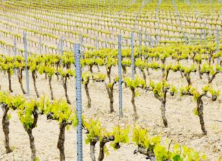 Euskal ardoen gida osogabea (Arabar Errioxa eta Nafartarra dira faltan) Artículo sobre los vinos vascos (sobre el txakoli) en el blog the Back Label