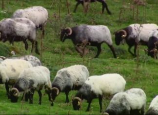 A German-language documentary about (Upper) Navarre (video) Un documental del canal público en alemán SAT3 en el que se hace un recorrido de "punta a unta" a la Comunidad Foral de Navarra