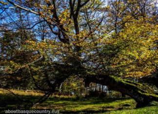 Viewpoints, Fall in the Basque Pyrenees, from St-Jean-Pied-de-Port to Roncevaux (Intro video) Una de las dos mayores masas forestales autóctonas del Contienete, se vuelve un lugar ágico en otono