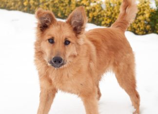 The Basque shepherd dog, a very old and intelligent breed (a must-read article) Perro Pastor Vasco