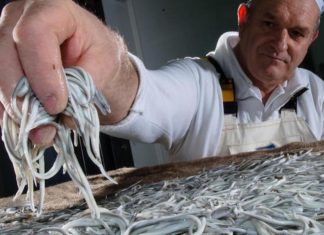 A journalist at the BBC doesn’t understand what “we see” in elvers. His loss Un desconcertante artículo sobre las angulas en la BBC