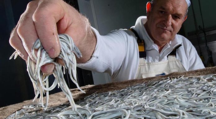 Un desconcertante artículo sobre las angulas en la BBC