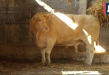 El mayor buey del mundo, criado en Gipuzkoa