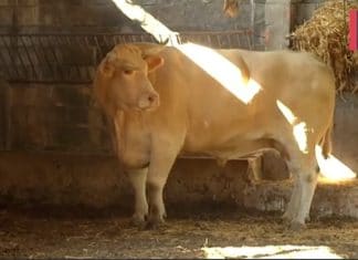 The biggest ox in the world is being raised in Gipuzkoa "Potxolo" el buey más grande del mundo
