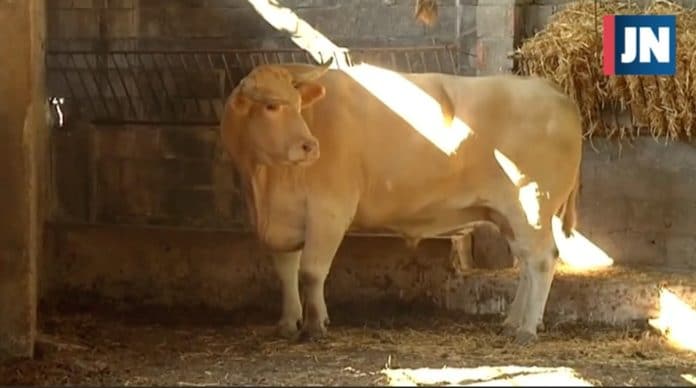 "Potxolo" el buey más grande del mundo