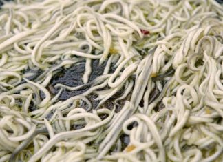 Munduko luxuzko 8 janarien zerrendan angulak daude Mandatory Credit: Photo by Mark Baynes/REX/Shutterstock (620143f) Angulas (baby eels or elvers) frying in pan for pintxos, Plaza Arenal, Bilbao, Pais Vasco (Basque Country), Spain. The Basque Country, Spain - Jun 2006