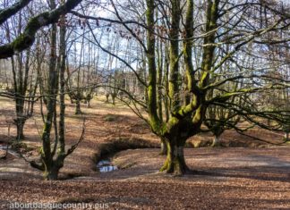 Viewpoints: the Otzarreta Forest (video and photos) Hayedo de Otzarreta