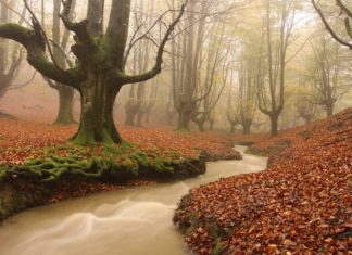 Otzarreta Forest: one of the 19 forests we need to visit Ethereal beech trees in the Otzaretta Forest. pablofausto/Wikimedia Commons