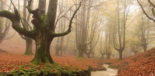 Ethereal beech trees in the Otzaretta Forest. pablofausto/Wikimedia Commons