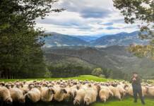 Forbes: Gipuzkoako gazta, ardoa eta tradizioak gozatzen Inaki's father tending sheep at the Mausitxa cheesery FAMILY PHOTO, MAUSITXA