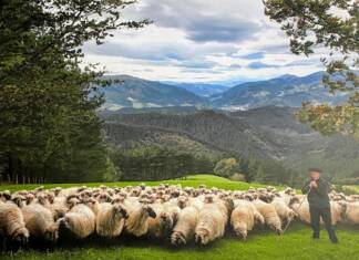 Forbes: Enjoying cheese, wine, and traditions in Gipuzkoa Inaki's father tending sheep at the Mausitxa cheesery FAMILY PHOTO, MAUSITXA