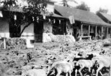 San Juan Capistranoko Historical Society hiri honetako euskal herentzia aztertzen ari da La ovejas fueron, también en San Juan Capistrano (California) una importante actividad de los vascos