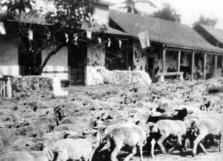 The Historical Society of San Juan Capistrano is studying the local Basque heritage La ovejas fueron, también en San Juan Capistrano (California) una importante actividad de los vascos