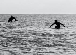 Surfing with dolphins on the Basque Coast Jérôme Junqua